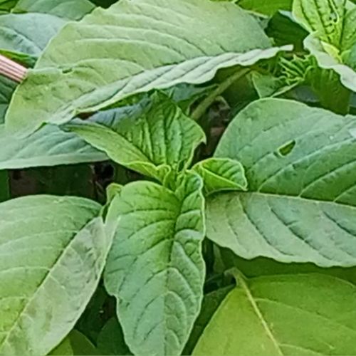 Amaranth Seedling at TechnoFarm Organic Farm
