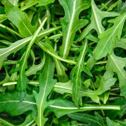 Arugula Rocket