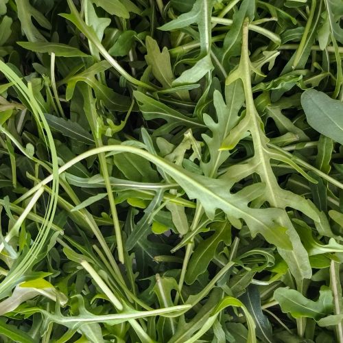 Arugula Seedling