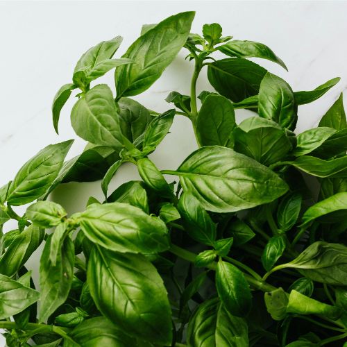 Basil Seedling at TechnoFarm Organic Farm