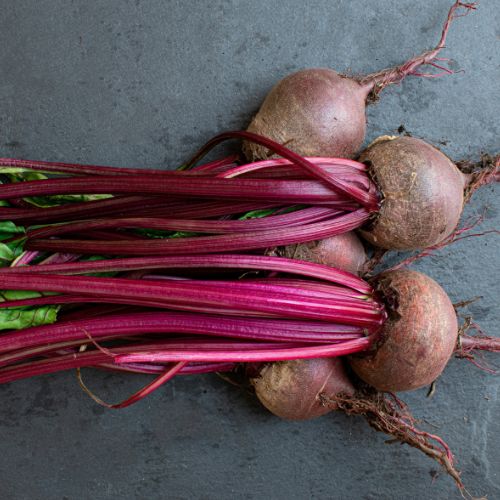 Beetroot Seedling at TechnoFarm Organic Farm