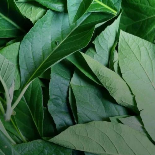 Bitter Leaves