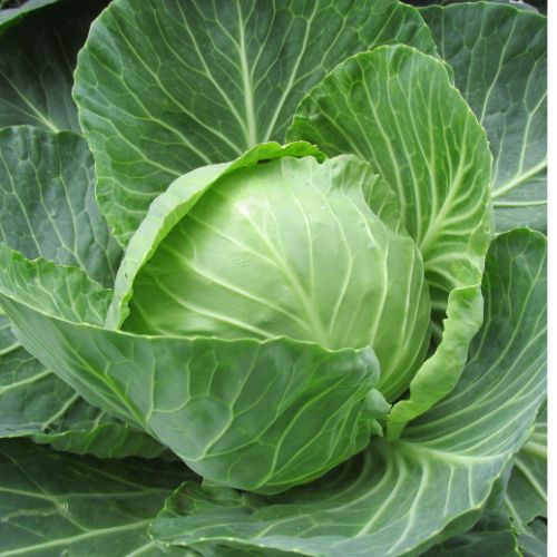 Cabbage Seedling