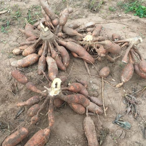Cassava