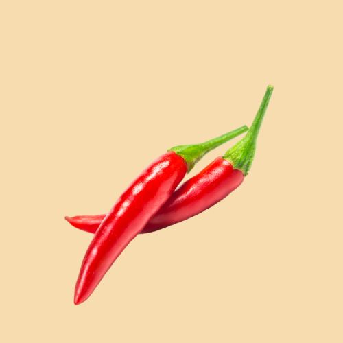 Chili Pepper Seedling at TechnoFarm Organic Farm