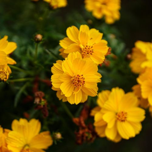 Cosmos Flower Seedling at TechnoFarm Organic Farm