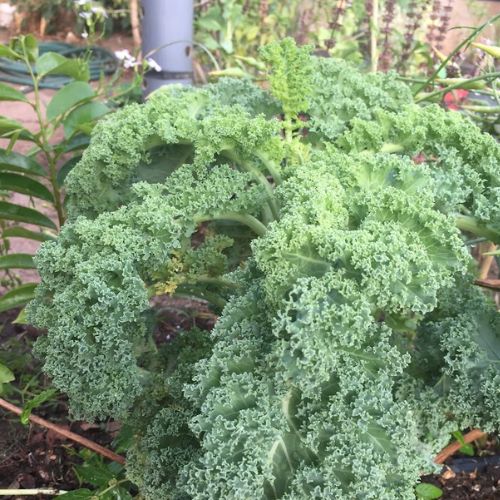 Curly Kale Seedling
