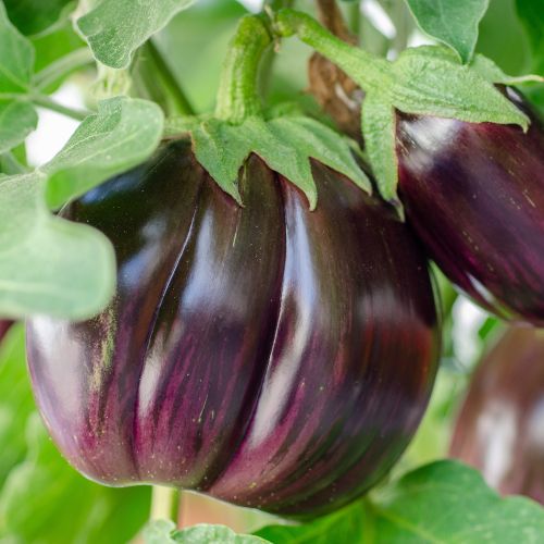 Eggplant Seedling at TechnoFarm Organic Farm