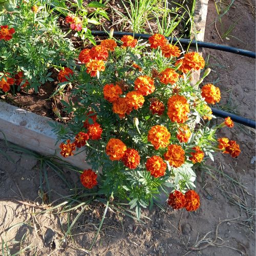 French Marigold Seeds