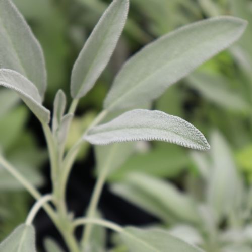 Fresh Sage Leaves
