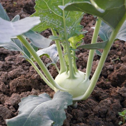 Kohlrabi Seeds