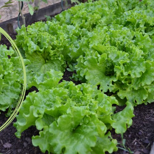 Lettuce Seedling at TechnoFarm Organic Farm