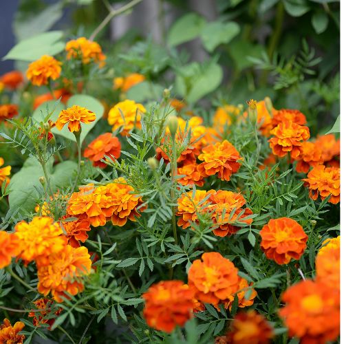 Marigold Seedling at TechnoFarm Organic Farm