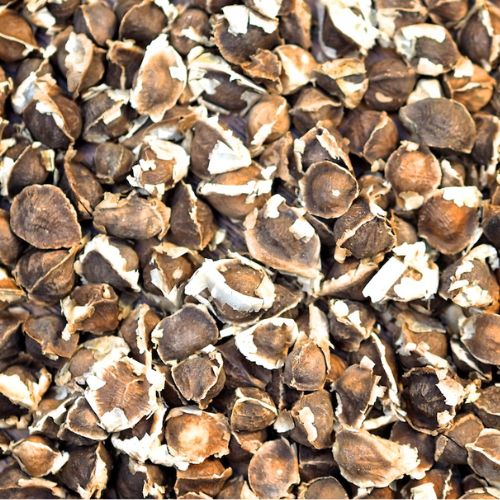 Moringa Seeds