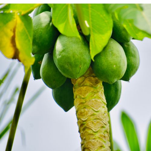 Papaya Seedling
