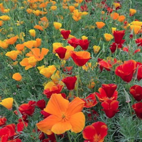 Poppy Flower Seedling at TechnoFarm Organic Farm