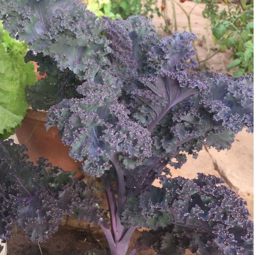 Purple Kale Seedling at TechnoFarm Organic Farm