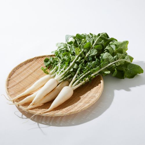 Radish Seedling