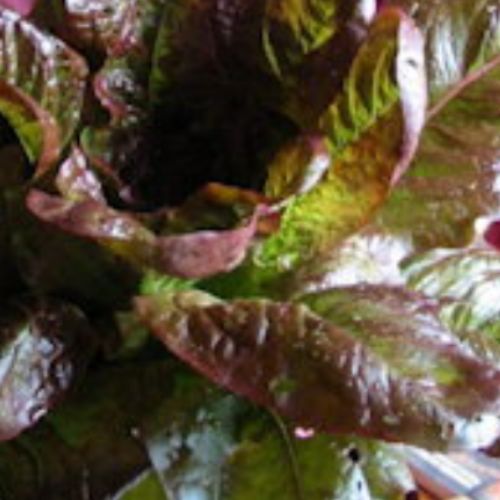 Lettuce Seedling at TechnoFarm Organic Farm
