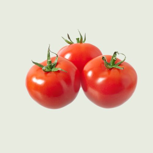 Red Tomato Seedling at TechnoFarm Organic Farm
