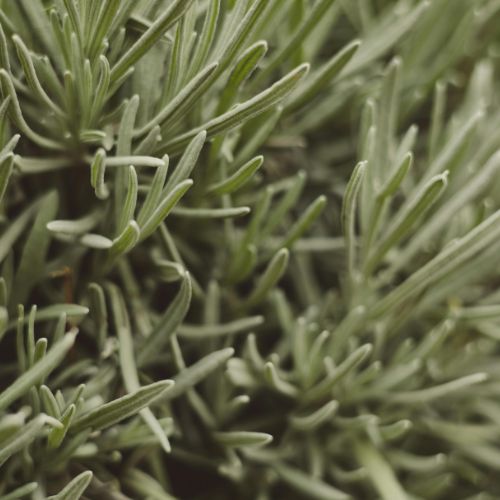 Rosemary Seedling