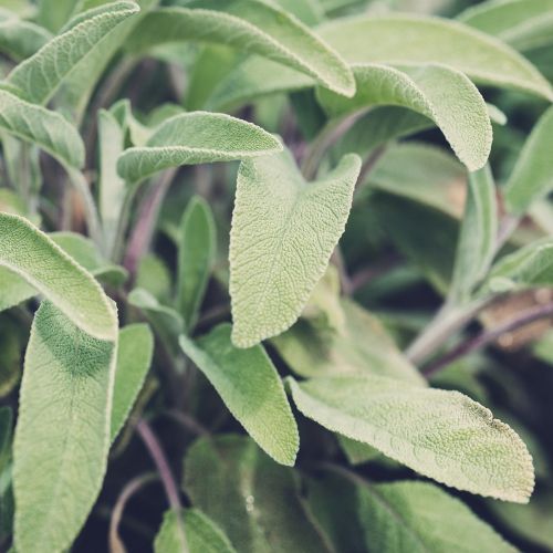 Sage Seedling