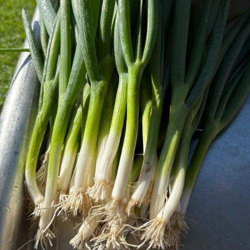 Spring Onion Seedling