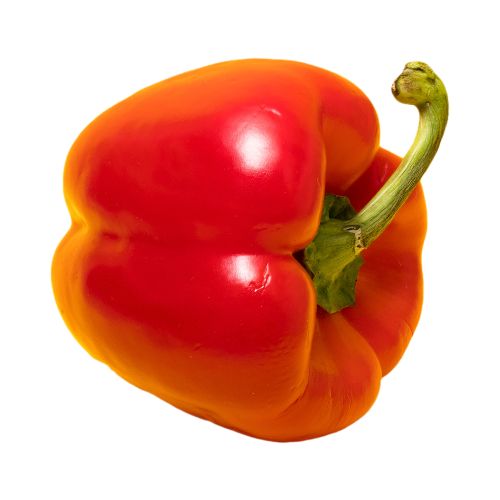 Sweet Pepper Seedling