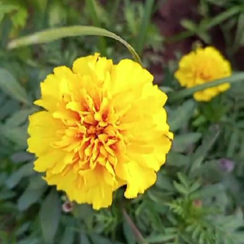 Yellow Marigold Seeds