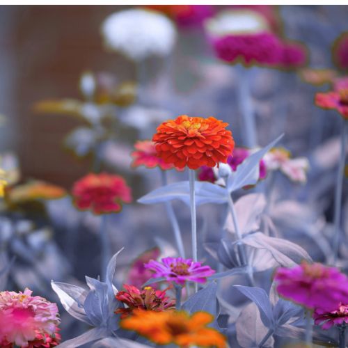 Zinnia Flower Seedling at TechnoFarm Organic Farm